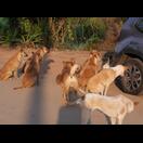 Artiges Warten auf das Futter